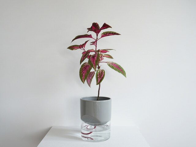 Kapi Big - Sleek - image 1