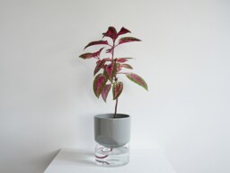 Kapi Big - Sleek - thumbnail 1