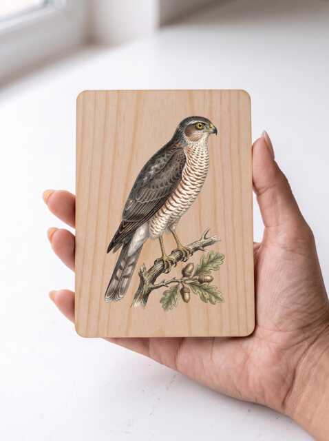 Sparrowhawk Art Print - Vintage Garden Bird Of Prey Pine Wooden Postcard Wall - image 1
