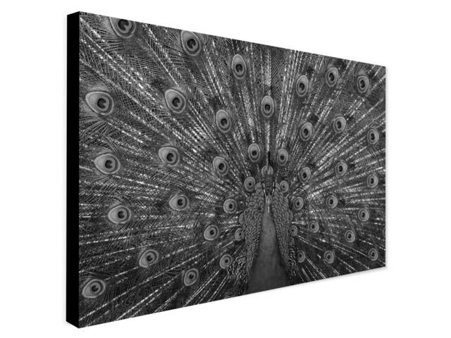Peacock Bird - Monochrome Wrapped Framed Canvas Rolled Photo/Poster Print - image 1