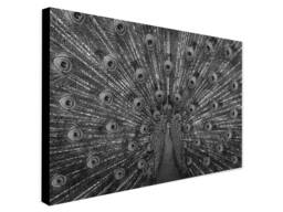 Peacock Bird - Monochrome Wrapped Framed Canvas Rolled Photo/Poster Print - thumbnail 1
