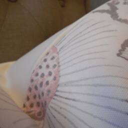 Floral Pillow Cover Cotton Toss Pillow, Spring/Summer Decor - thumbnail 2