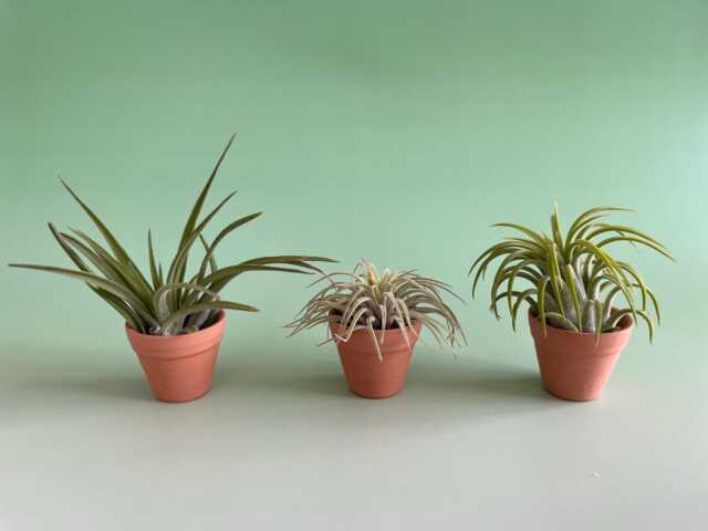 Set Of 3 Air Plants, Tillandsia Plant Collection in Miniature Pot. Easy Plants. Available With Or Without Fertiliser. House Plants - image 1