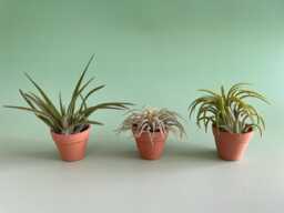 Set Of 3 Air Plants, Tillandsia Plant Collection in Miniature Pot. Easy Plants. Available With Or Without Fertiliser. House Plants