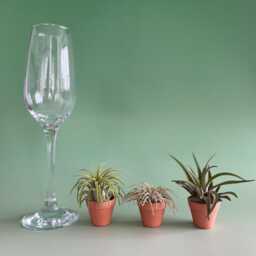 Set Of 3 Air Plants, Tillandsia Plant Collection in Miniature Pot. Easy Plants. Available With Or Without Fertiliser. House Plants - thumbnail 3