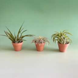 Set Of 3 Air Plants, Tillandsia Plant Collection in Miniature Pot. Easy Plants. Available With Or Without Fertiliser. House Plants - thumbnail 2