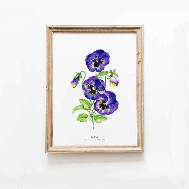 Pansy Flower Art Print - Plant Wall D??cor- Bathroom Bedroom Nursery Kitchen Girls Room Floral Prints Gift For Her Purple Viola Painting - image 1