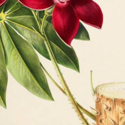 Botanical Canvas Print, American Flowers, Oak Magnetic Hanger - thumbnail 2