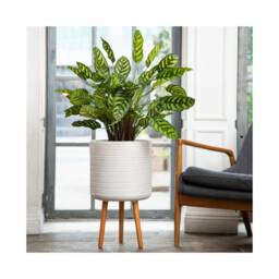 Concrete Tripod Planter With Wooden Legs, White Rattan Weave Indoor Plant Pot, Modern Cylinder Scandinavian - thumbnail 2