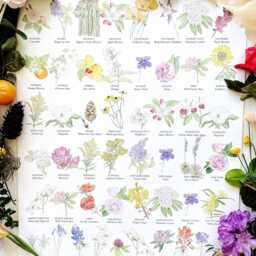 state Flower Art Chart - Art Print 50 Flowers America Usa Wildflowers Wedding Moving Gift Floral Wall Decor Mothers Day Teacher - thumbnail 2