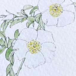 state Flower Art Chart - Art Print 50 Flowers America Usa Wildflowers Wedding Moving Gift Floral Wall Decor Mothers Day Teacher - thumbnail 3