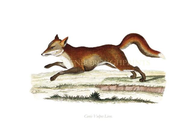 Red Fox Art Print Gicl??e Printed Onto Archival Paper - image 1