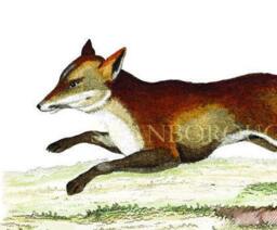 Red Fox Art Print Gicl??e Printed Onto Archival Paper - thumbnail 3