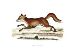 Red Fox Art Print Gicl??e Printed Onto Archival Paper - thumbnail 1