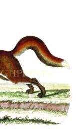 Red Fox Art Print Gicl??e Printed Onto Archival Paper - thumbnail 2