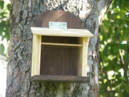 Squirrel Feeding Box Bird Feeder Color Natural