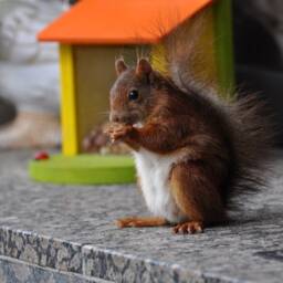 Squirrel Feeding Box Bird Feeder Color Natural - thumbnail 3