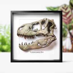 T-Rex Skull Replica Wall-Hanging Acrylic Dinosaur Home Decoration Frame - thumbnail 1