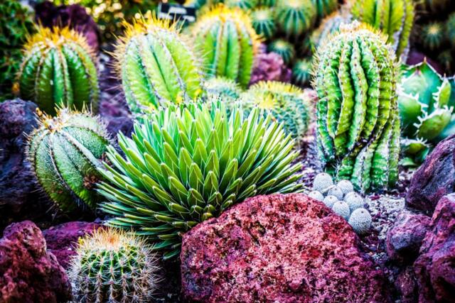 Assorted Cactus, Succulent Wall Art, Southwestern Home Decor, Canvas, Metal Printing, Desert Art - image 1