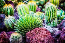 Assorted Cactus, Succulent Wall Art, Southwestern Home Decor, Canvas, Metal Printing, Desert Art - thumbnail 1