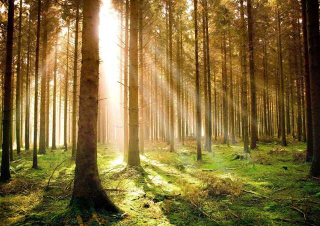 Forest At Dawn Woodland Giant Poster - A4 A3 A2 A1 Sizes - image 1