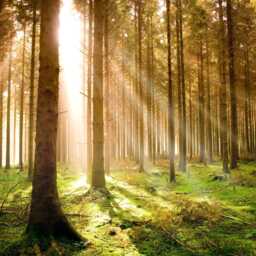 Forest At Dawn Woodland Giant Poster - A4 A3 A2 A1 Sizes - thumbnail 2