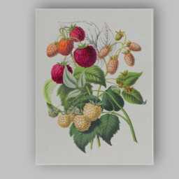 Vintage Botanical Raspberry Varieties Illustration Canvas Wall Art Print Decor Picture Ready To Hang - thumbnail 1