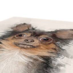 Chihuahua Portrait Canvas Art, Dog Wall Decor - thumbnail 2