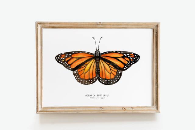 Monarch Butterfly Art Print - Danaus Plexippus Watercolor Fine Girls Nature Wall Home D??cor, Bedroom Prints Housewarming Gift - image 1