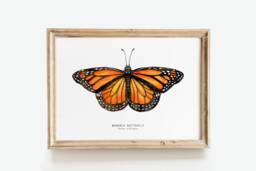 Monarch Butterfly Art Print - Danaus Plexippus Watercolor Fine Girls Nature Wall Home D??cor, Bedroom Prints Housewarming Gift - thumbnail 1