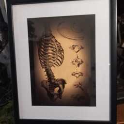 "Oddity Curiosity Goth Gothic Witchy Victorian Anatomy Illustration Inspired ""Ribcage Set" - thumbnail 3