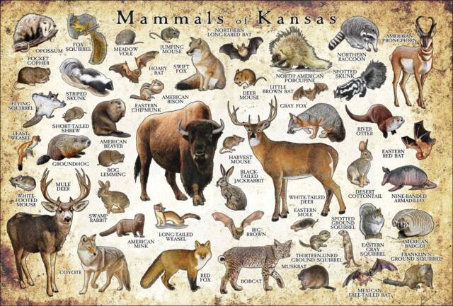 Kansas Mammals Poster Print Signed Wildlife Art Field Guide