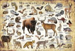 Kansas Mammals Poster Print Signed Wildlife Art Field Guide - thumbnail 1
