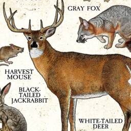 Kansas Mammals Poster Print Signed Wildlife Art Field Guide - thumbnail 2
