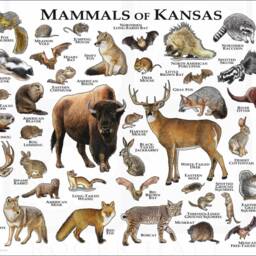 Kansas Mammals Poster Print Signed Wildlife Art Field Guide - thumbnail 3
