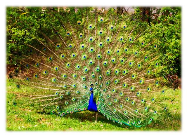 Peacock - Bird Photography Nature, Wildlife, North Carolina Home Decor Fine Art Print Or Note Cards