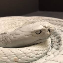 Forest Cobra Deathcast - thumbnail 2