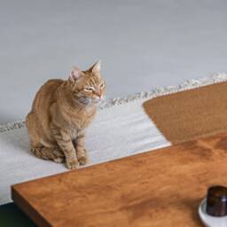 Ototo.04 Square Coffee Table, Plywood Low Table - thumbnail 4