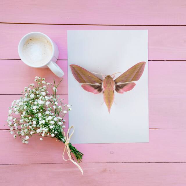 Elephant Hawk Moth Print, Poster, Nature Wall Art, Pink Insect Nursery Art - image 1