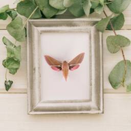 Elephant Hawk Moth Print, Poster, Nature Wall Art, Pink Insect Nursery Art - thumbnail 3