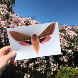 Elephant Hawk Moth Print, Poster, Nature Wall Art, Pink Insect Nursery Art - thumbnail 2