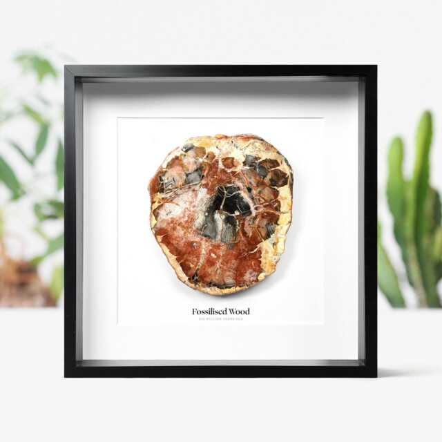 Fossilised Wood Authentic Natural History Fossil Wall-Hanging Home Decoration - image 1