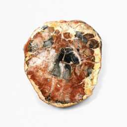Fossilised Wood Authentic Natural History Fossil Wall-Hanging Home Decoration - thumbnail 2