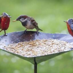 Robin Bird Bath Feeder. Metal Robins Feeder/ Birdbath. Garden Accessory - thumbnail 2