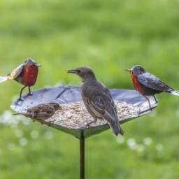 Robin Bird Bath Feeder. Metal Robins Feeder/ Birdbath. Garden Accessory - thumbnail 3