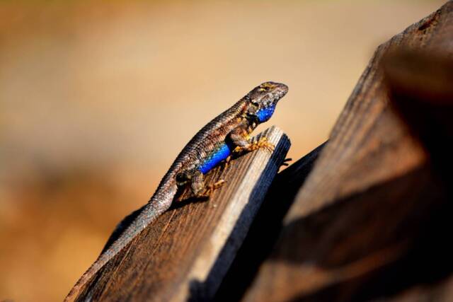 Instant Download, Blue Belly Lizard, Lizard Wall Art, Nature Photography, Wildlife Photos, Home Decor - image 1