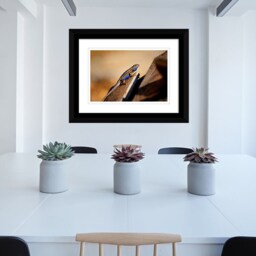 Instant Download, Blue Belly Lizard, Lizard Wall Art, Nature Photography, Wildlife Photos, Home Decor - thumbnail 4