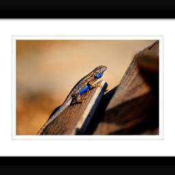 Instant Download, Blue Belly Lizard, Lizard Wall Art, Nature Photography, Wildlife Photos, Home Decor - thumbnail 2