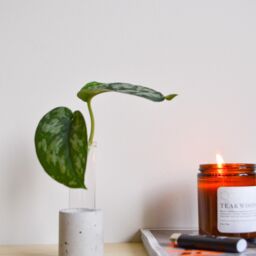 Orange Concrete Flower Glass Test Tube Plant Propagation Vase - Multiple Colors Available - thumbnail 2