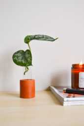 Orange Concrete Flower Glass Test Tube Plant Propagation Vase - Multiple Colors Available - thumbnail 1